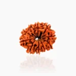 10 Mukhi Rudraksha, 10 मुखी रुद्राक्ष