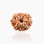 11 Mukhi Rudraksha Bead (11 मुखी रुद्राक्ष)
