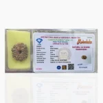 12 Mukhi Rudraksha (12 मुखी रुद्राक्ष)