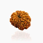 12 Mukhi Rudraksha (12 मुखी रुद्राक्ष)