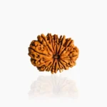 14 Mukhi Rudraksha Bead (14 मुखी रुद्राक्ष)