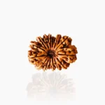 15 Mukhi Rudraksha Bead (15 मुखी रुद्राक्ष)
