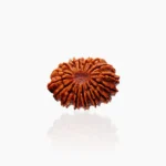 16 Mukhi Rudraksha Bead (16 मुखी रुद्राक्ष)