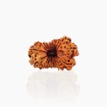 19 Mukhi Rudraksha Bead (19 मुखी रुद्राक्ष)