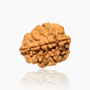 2-mukhi-rudraksha (2 मुखी रुद्राक्ष)
