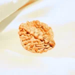 2-mukhi-rudraksha (2 मुखी रुद्राक्ष)
