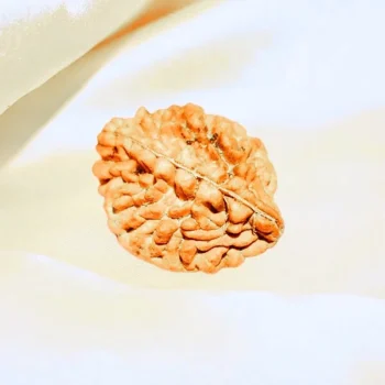 2-mukhi-rudraksha (2 मुखी रुद्राक्ष)