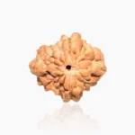 2-mukhi-rudraksha (2 मुखी रुद्राक्ष)