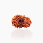 20 Mukhi Rudraksha Bead (20 मुखी रुद्राक्ष)