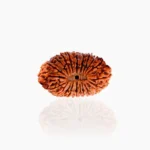 21 Mukhi Rudraksha Bead (21 मुखी रुद्राक्ष)