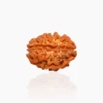 3 Mukhi Rudraksha, 3 मुखी रुद्राक्ष