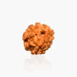 3 Mukhi Rudraksha, 3 मुखी रुद्राक्ष
