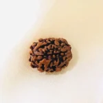 3 Mukhi Rudraksha, 3 मुखी रुद्राक्ष