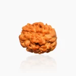 3 Mukhi Rudraksha, 3 मुखी रुद्राक्ष