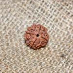 4 Mukhi Rudraksha, 4 मुखी रुद्राक्ष