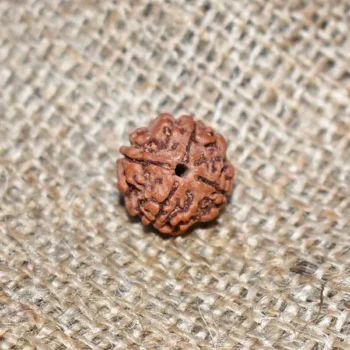 4 Mukhi Rudraksha, 4 मुखी रुद्राक्ष