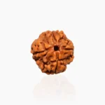 4 Mukhi Rudraksha, 4 मुखी रुद्राक्ष