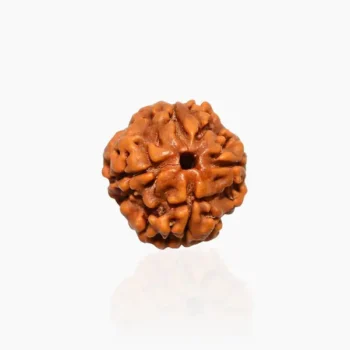 4 Mukhi Rudraksha, 4 मुखी रुद्राक्ष