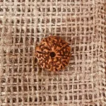 8 Mukhi Rudraksha, 8 मुखी रुद्राक्ष