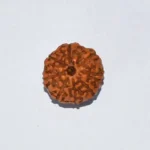 8 Mukhi Rudraksha, 8 मुखी रुद्राक्ष