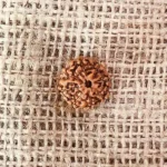 8 Mukhi Rudraksha, 8 मुखी रुद्राक्ष