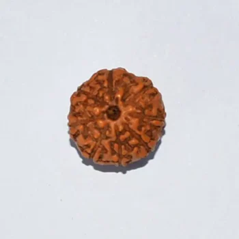 8 Mukhi Rudraksha, 8 मुखी रुद्राक्ष