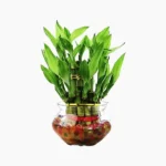 Bamboo Plant (बाँस का पौधा)