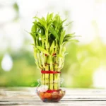 Bamboo Plant (बाँस का पौधा)