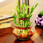 Bamboo Plant (बाँस का पौधा)