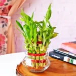 Bamboo Plant (बाँस का पौधा)