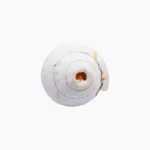 Blowing Conch (शंख)