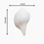 Blowing Conch (शंख)