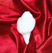 Blowing Conch, शंख