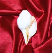 Blowing Conch, शंख