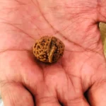 Ganesh Rudraksha, गणेश रुद्राक्ष