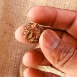 Ganesh Rudraksha, गणेश रुद्राक्ष