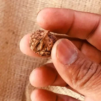 Ganesh Rudraksha, गणेश रुद्राक्ष