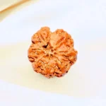 Ganesh Rudraksha, गणेश रुद्राक्ष