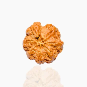 Ganesh Rudraksha, गणेश रुद्राक्ष