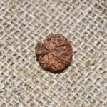 Ganesh Rudraksha, गणेश रुद्राक्ष