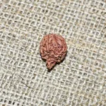 Ganesh Rudraksha, गणेश रुद्राक्ष