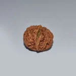 Ganesh Rudraksha, गणेश रुद्राक्ष