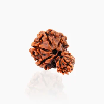 Gauri Shankar Rudraksha, गौरी शंकर रुद्राक्ष