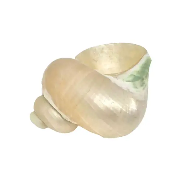 Moti Shankh (मोती शंख)