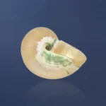 Moti Shankh (मोती शंख)