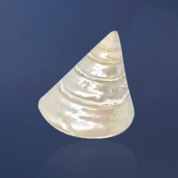 Siddh Moti Conch (मोती शंख)