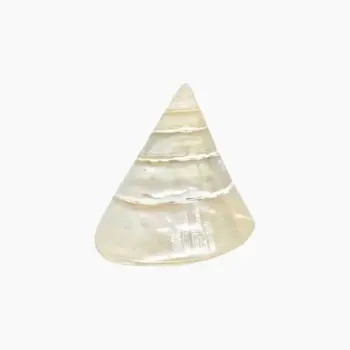 Siddh Moti Conch (मोती शंख)