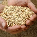 Jau Herb (जौंं)