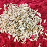 Jau Herb (जौंं)