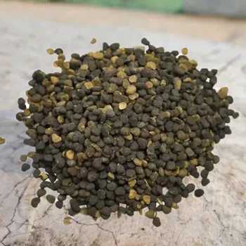 Kala Dhatura Beej (काला धतूरा बीज)